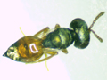 Callitula pyrrhogaster